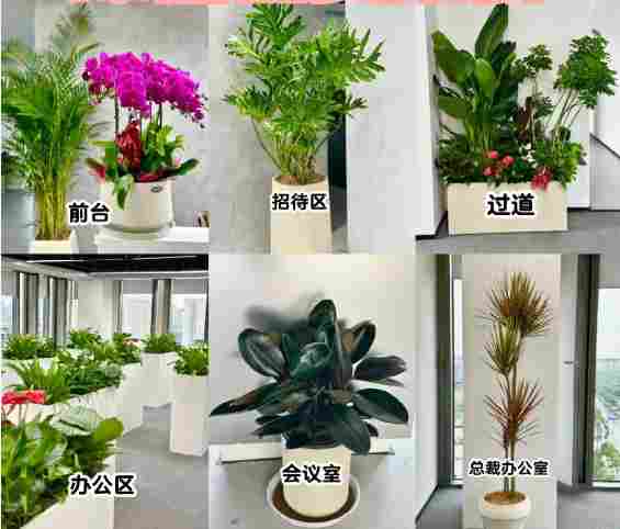 合肥绿植租赁公司电话